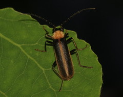 Podabrus flavicollis