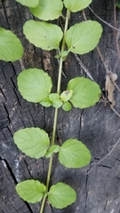 Clinopodium douglasii