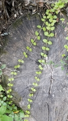 Clinopodium douglasii
