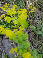Smyrnium perfoliatum rotundifolium