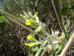 Astragalus exscapus