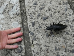 Psalidognathus modestus