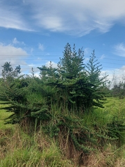 Escallonia myrtilloides