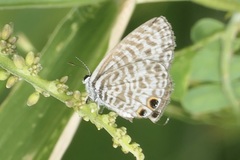 Leptotes pirithous