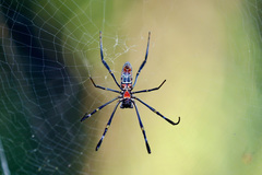 Nephila vitiana