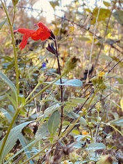 Salvia fulgens