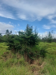 Escallonia myrtilloides