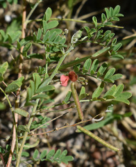 Indigofera colutea