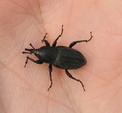 Sphenophorus striatopunctatus