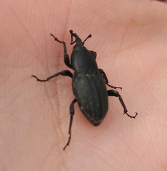 Sphenophorus striatopunctatus