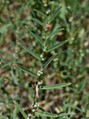 Indigofera linifolia