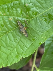 Eurrhyparodes bracteolalis