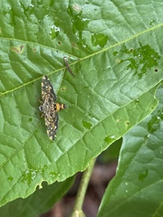 Eurrhyparodes bracteolalis