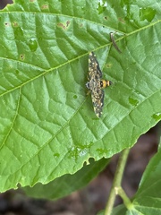 Eurrhyparodes bracteolalis