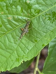 Eurrhyparodes bracteolalis