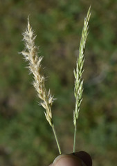 Enneapogon polyphyllus