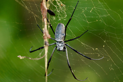 Nephila vitiana