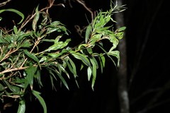 Melaleuca saligna