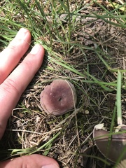 Russula vinacea