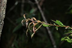 Melaleuca saligna