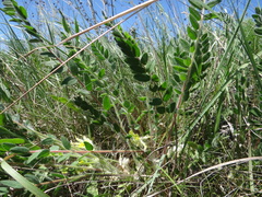 Astragalus exscapus