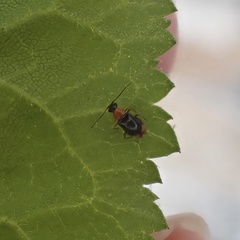 Hypebaeus flavicollis