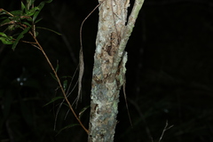 Melaleuca saligna