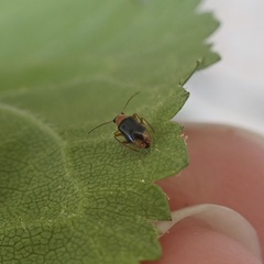 Hypebaeus flavicollis