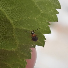 Hypebaeus flavicollis