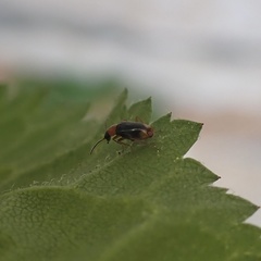 Hypebaeus flavicollis