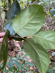 Coccoloba swartzii