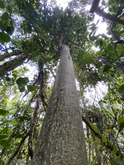 Ottoschulzia rhodoxylon