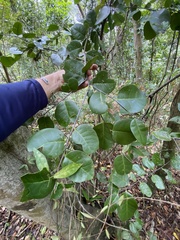 Ottoschulzia rhodoxylon