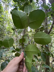 Ottoschulzia rhodoxylon