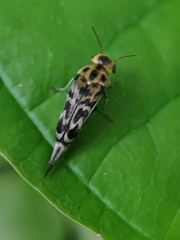 Glipa malaccana