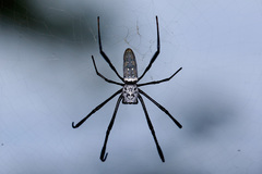 Nephila vitiana