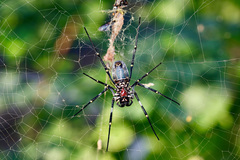 Nephila vitiana
