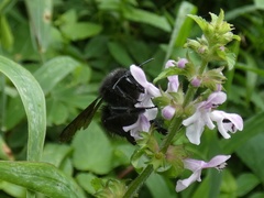 Bombus pullatus