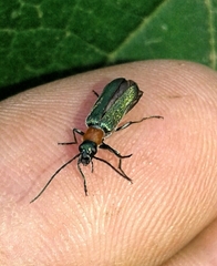 Anogcodes seladonius