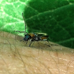 Anogcodes seladonius