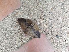 Heterospila fulgurea