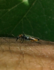 Anogcodes seladonius
