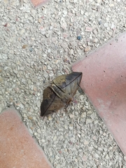 Heterospila fulgurea