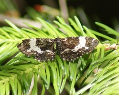 Rheumaptera hastata