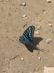 Graphium colonna