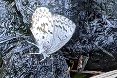 Celastrina asheri