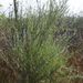 Salix sessilifolia - Photo Stephen Laymon, Bureau of Land Management, sem restrições de direitos de autor conhecidas (domínio público)