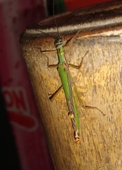 Damasippus