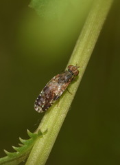 Tephritis crepidis