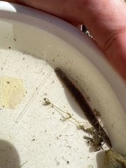 Erpobdella octoculata